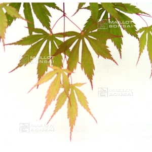 acer-matsumurae-seeds-matsukaze