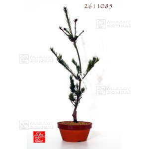 epuisepinus-pentaphylla-du-japon-kokonoe