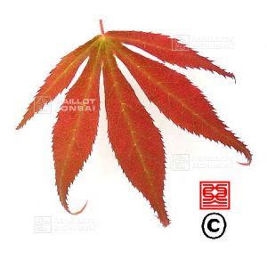 epuise-graines-d-acer-amoenum-mon-papa