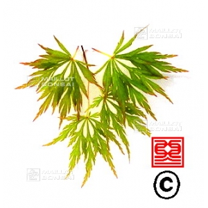 acer-matsumurae-seeds-seki-mori