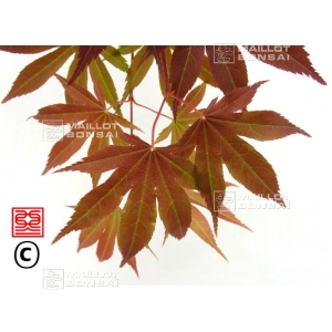 acer-amoenum-seeds-the-bishop