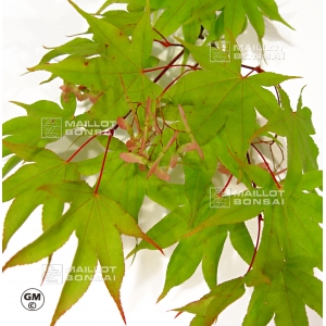 Graines d'Acer Amoenum Mon zukushi