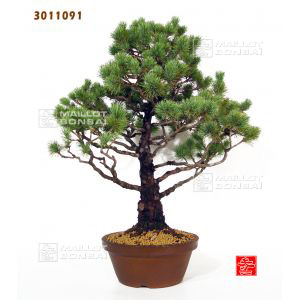 pinus-pentaphylla-3011091