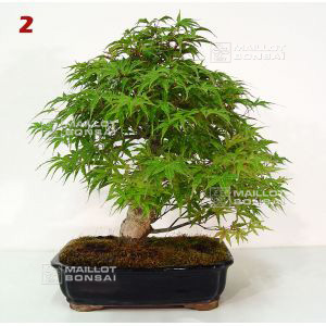 acer-palmatum-seigen-ref-06080101