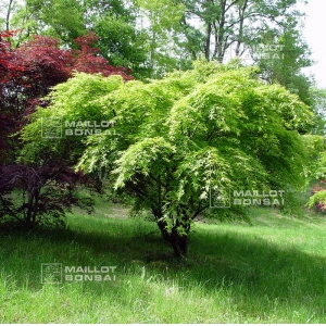 Graines d'acer palmatum arakawa 60 graines