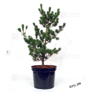 epuisepinus-pentaphylla-du-japon-ryujin