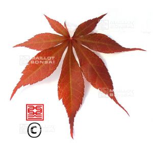 epuisegraines-d-acer-amoenum-nomura
