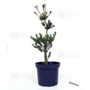epuisepinus-pentaphylla-du-japon-kokonoe