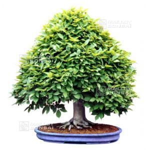 epuise20-graines-de-fagus-crenata