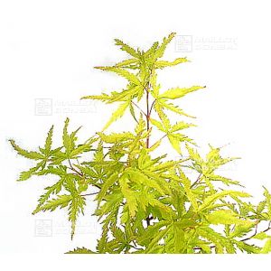 epuisegraines-d-acer-palmatum-maiko