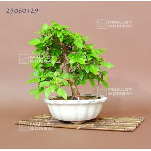 venducarpinus-coreana-ref-25060129