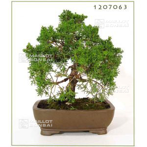juniperus-chinensis-ref-1207063vendu