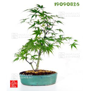 venduacer-palmatum-arakawa-ref-19090826
