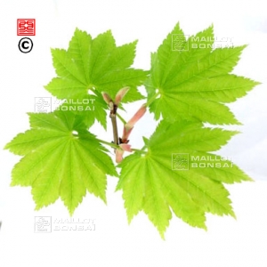 acer-shirasawanum-seeds-ezo-no-momji