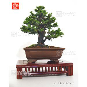 vendu-cryptomere-du-japon-ref-2302091