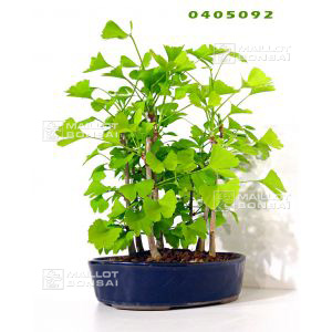 venduarbre-aux-40-ecus-ref-0405092
