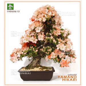 vendusatsuki-var-yama-no-hikari-ref-1406061