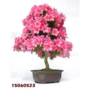 vendurhododendron-laeteritium-ref-15060523