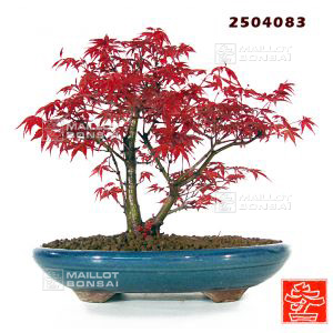 venduacer-palmatum-variete-deshojo-ref-250408