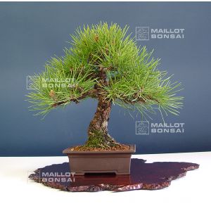 vendupinus-thunbergii-ref-28040143