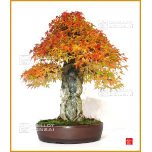 vendu-acer-buergerianum-ref-26100728