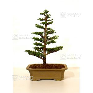 venducryptomeria-japonica-ref-1902091