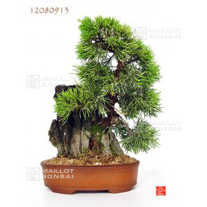 vendu-genevrier-du-japon-ref-12080913