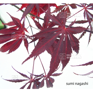 acer-amoenum-seeds-sumi-nagashi