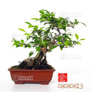 vendustyrax-japonica-ref-08080823