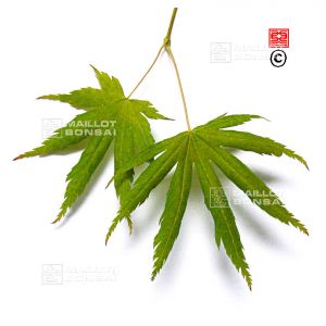 graines-d-acer-palmatum-aka-shigitatsusawa