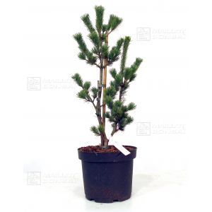 epuisepinus-pentaphylla-du-japon-ryujin-sm