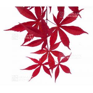 epuisegraines-d-acer-amoenum-margaret-bee