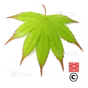 acer-amoenum-seeds-oshio-beni