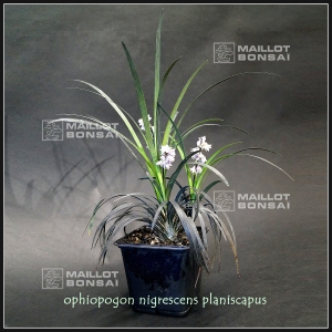 ophiopogon-planiscapus-nigrescens-0-8-litre-pot