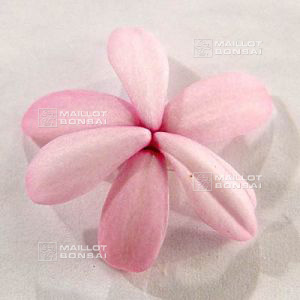 epuise-rhodohypoxis-apple-blossom