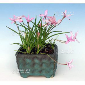 epuise-rhodohypoxis-confecta