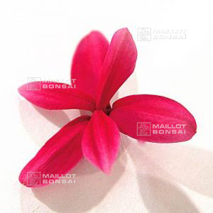 epuise-rhodohypoxis-douglas
