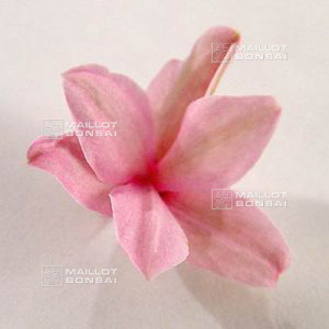 epuise-rhodohypoxis-fred-broome