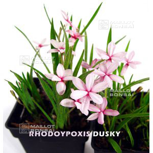 epuiserhodohypoxis-dusky