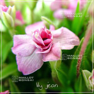 rhodohypoxis-lily-jean-fleurs-double