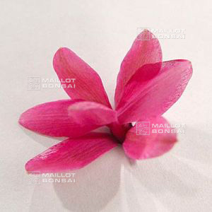 rhodohypoxis-milloides