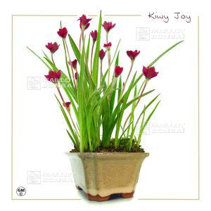 epuise-rhodohypoxis-kiwi-joy-fleurs-double
