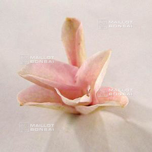 epuise-rhodohypoxis-stella