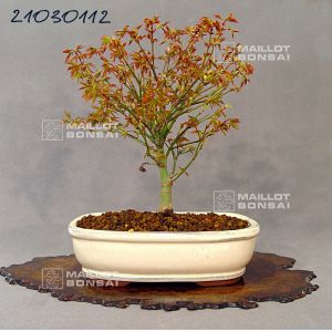 venduacer-palmatum-kiyo-hime-ref-2103112