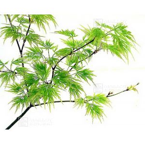 epuisegraines-d-acer-matsumurae-sunset
