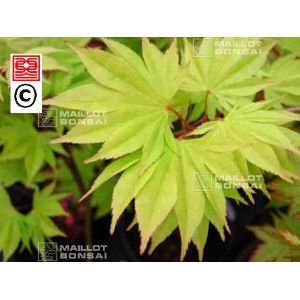 Graines d'Acer Amoenum Matsuyoi