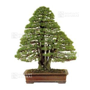 10-graines-de-pinus-pentaphylla