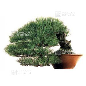 20-seeds-of-pinus-densiflora