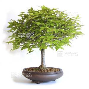 epuise60-graines-de-zelkova-serrata