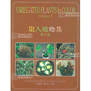 epuisevariegated-plant-in-color-2